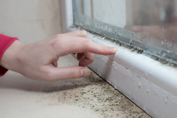 Professional Mold Removal in Crooked Lake Park, FL